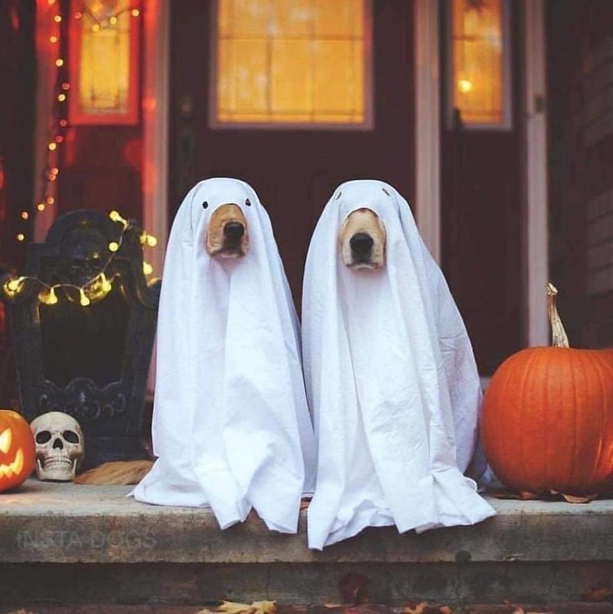 13 Adorable Dogs In Ghost Costumes