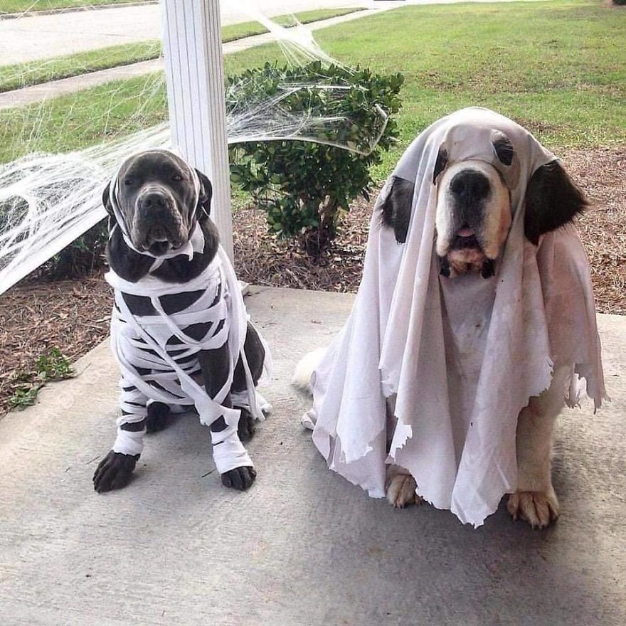 13 Adorable Dogs In Ghost Costumes