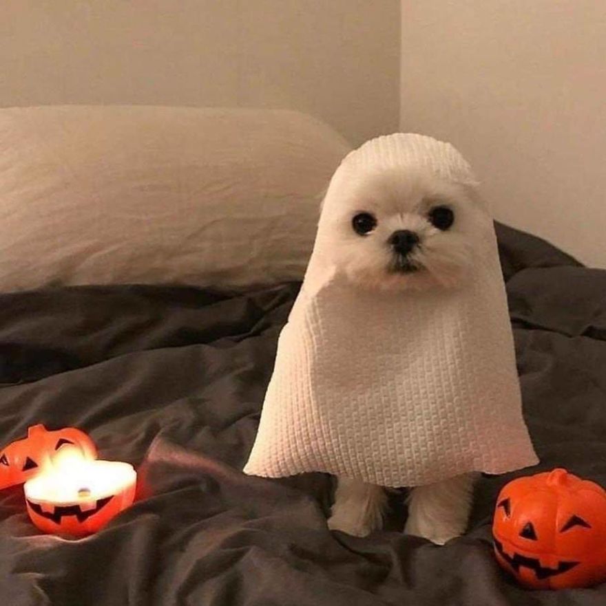 13 Adorable Dogs In Ghost Costumes