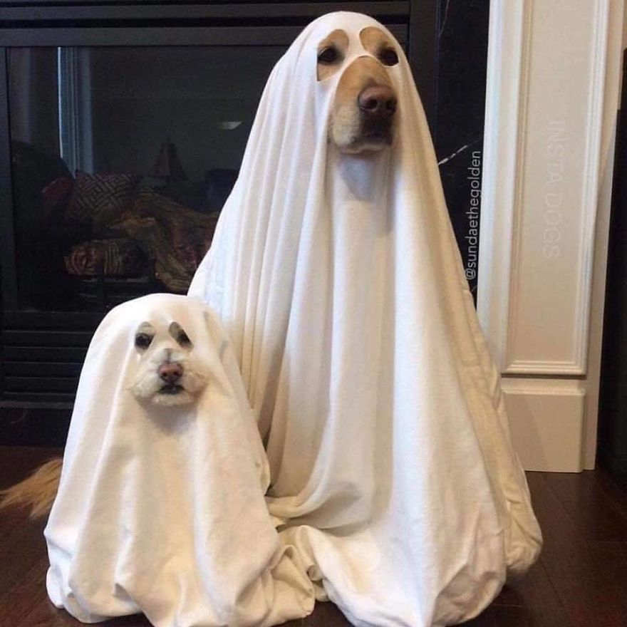 13 Adorable Dogs In Ghost Costumes