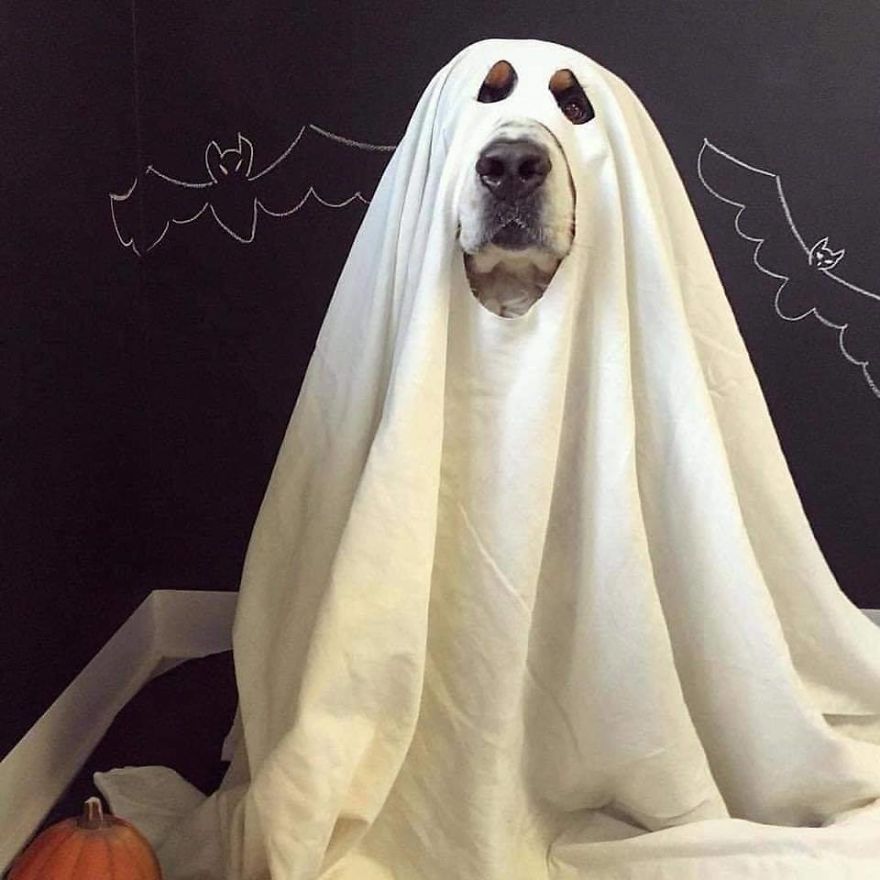 13 Adorable Dogs In Ghost Costumes