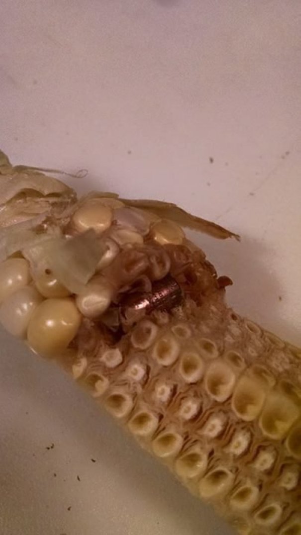 My Friend Found A Bullet In Her Corn