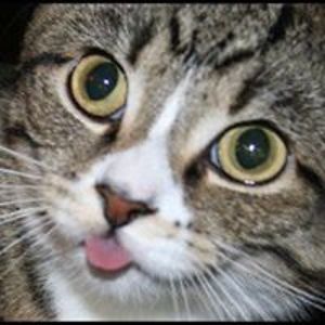 iloveromesandlucy avatar