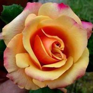 alex_storm_branham avatar