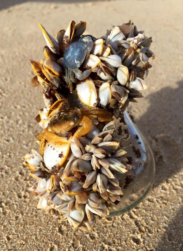 My Brother Found This Life-Bulb Washed Up On An Australian Beach. It Was All Alive And It Floated