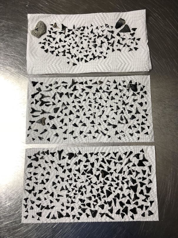 My Brother Likes To Search For Shark Teeth On Beaches. This Was 6hrs Of Searching At Folly Beach Sc