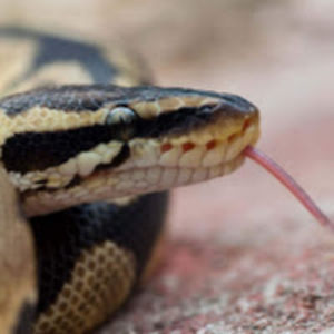 jaykobplascencia_1 avatar