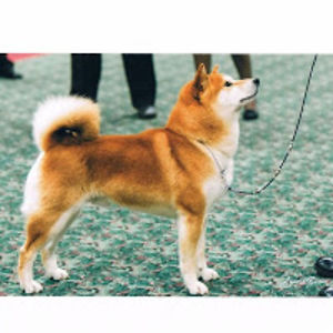 lauraperkinson avatar