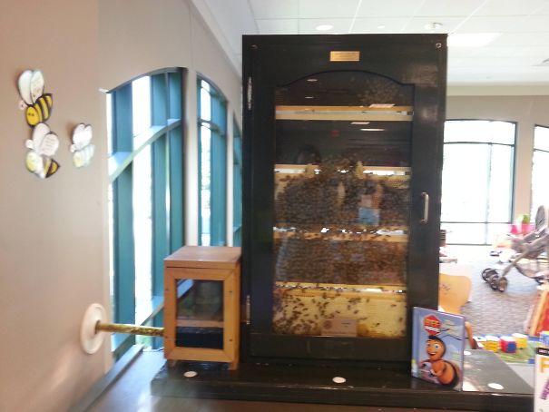 My Local Library Has Bee Hive In The Kids Section, With A Tube That Leads To The Outside