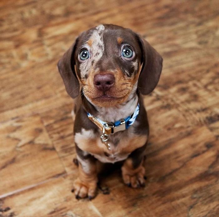 A cute puppy with striking blue-gray eyes sitting on a wooden floor wearing a blue collar.