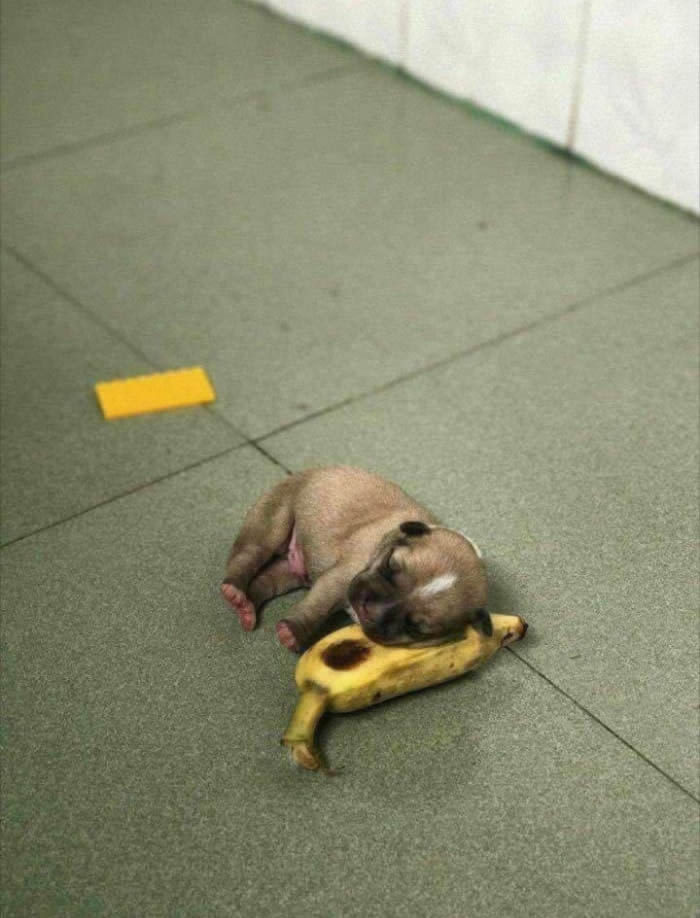 A cute puppy sleeping on the floor beside a banana, showcasing its tiny size and cuteness.