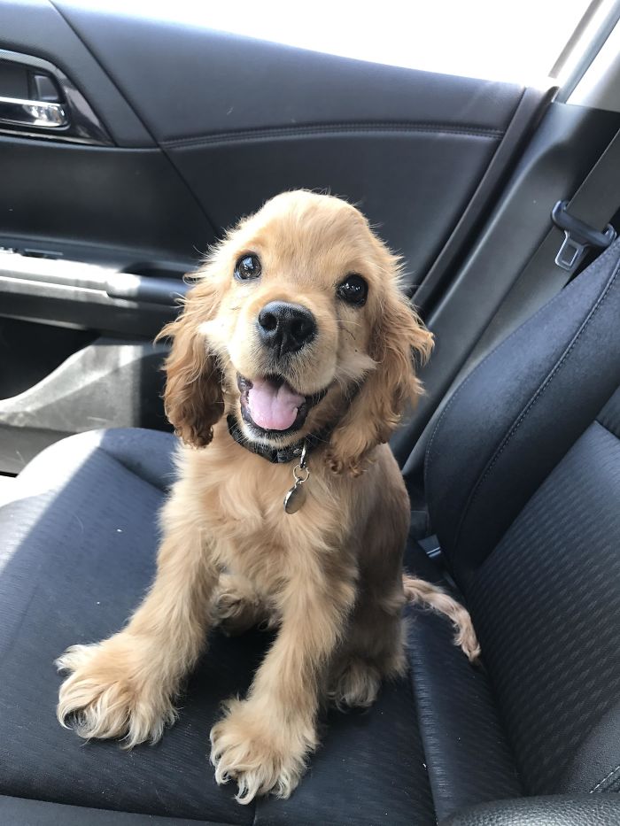 Cute puppy sitting happily on a car seat, looking directly at the camera.