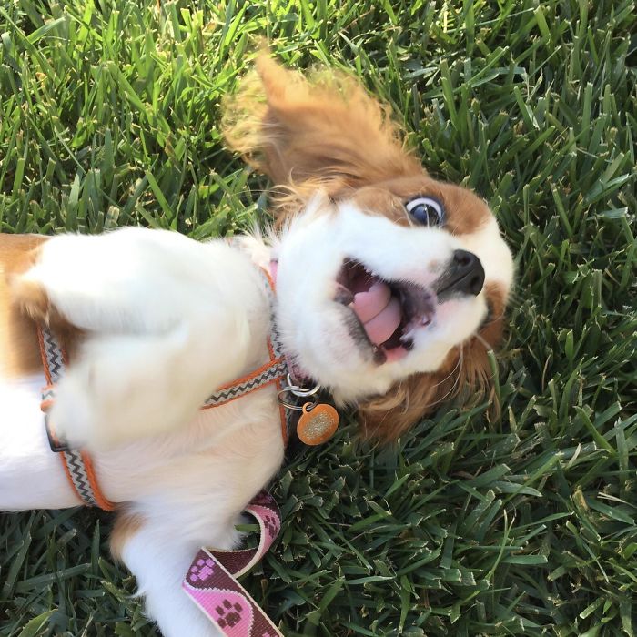 Cute puppy playfully rolling on grass with tongue out, wearing a collar and leash.
