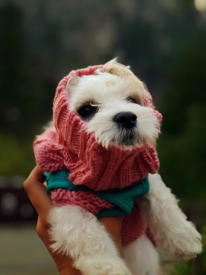 Cute puppy in a pink knitted sweater being held up, looking adorable.