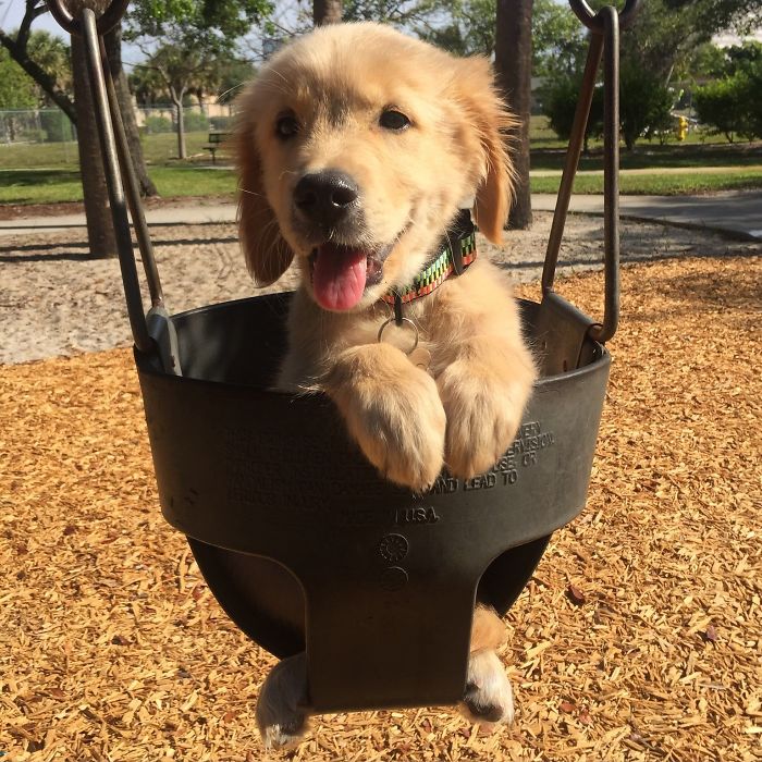 Cute puppy sitting happily in a park swing on a sunny day.