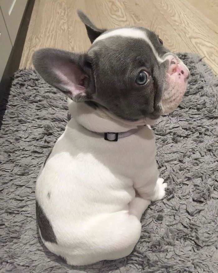 Cute puppy sitting on a gray rug, looking back with curious blue eyes.