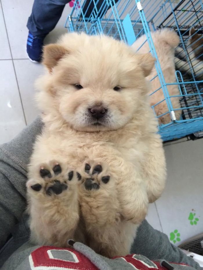 Fluffy puppy with cream fur, lying on a person's lap, showing tiny paws.