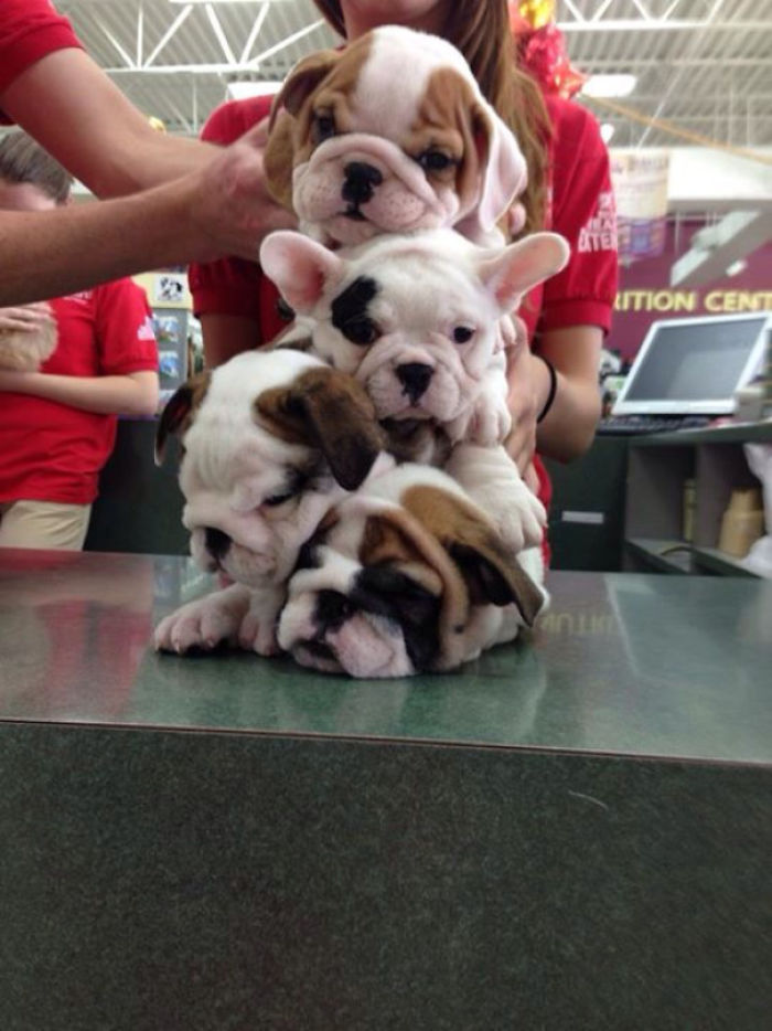 Five adorable puppies stacked in a playful pose on a counter.