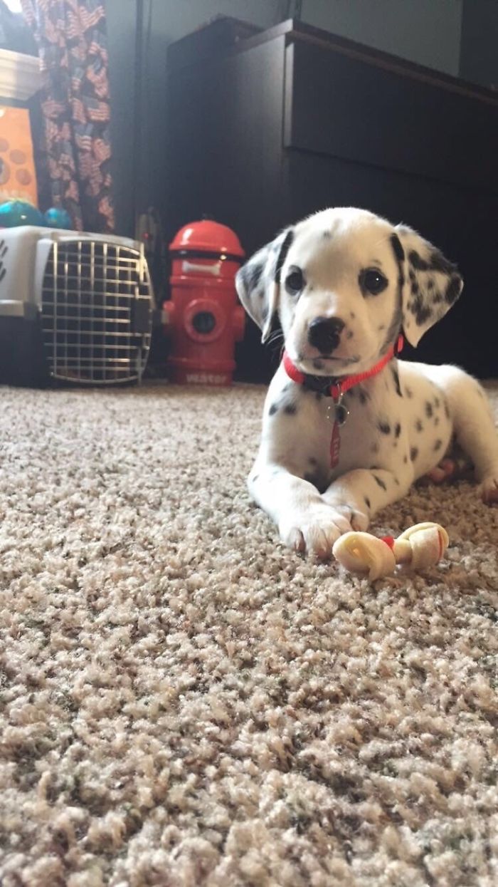 Cute puppy with black spots lying on a carpet next to a small toy.