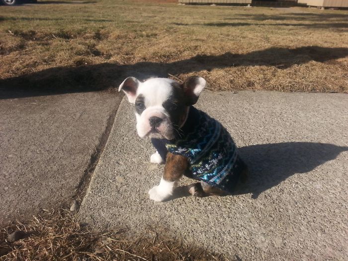 Cute puppy in a knit sweater sitting on pavement in a sunny yard.