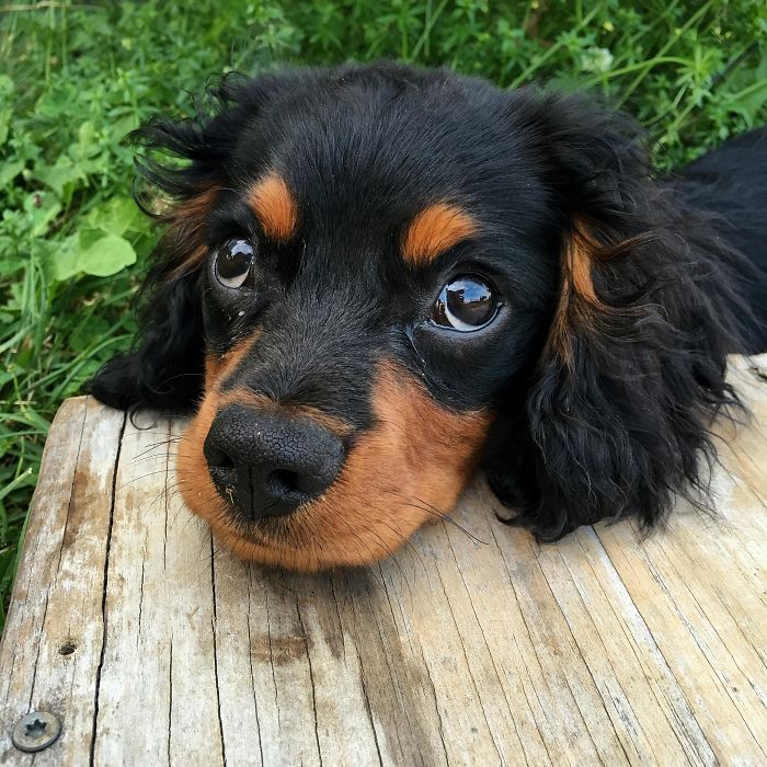Cute puppy with black and tan fur lying on wooden surface, gazing with big eyes.