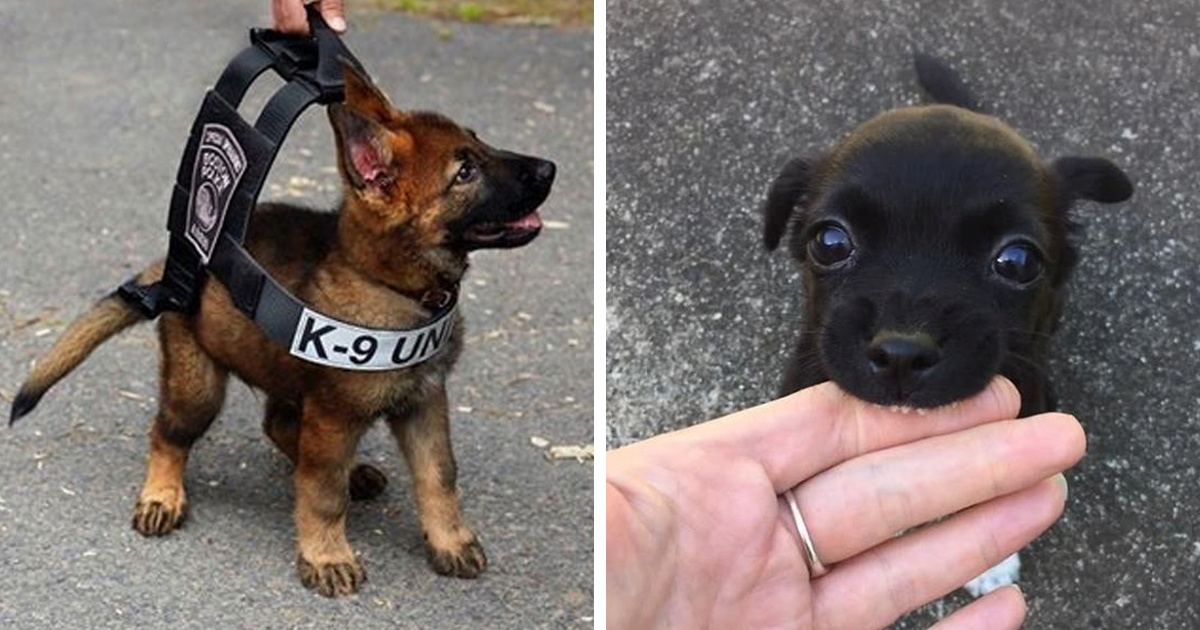 378 Of The Cutest Puppies Ever