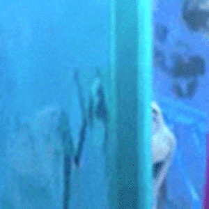 geoffreypierick avatar