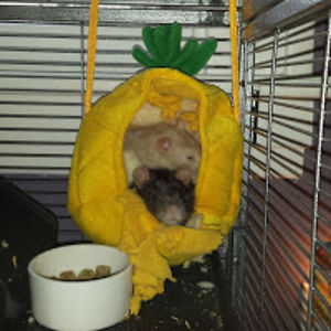 guthrieharris avatar