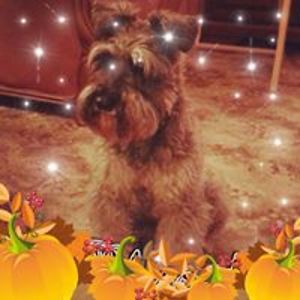 eileenbrown11 avatar