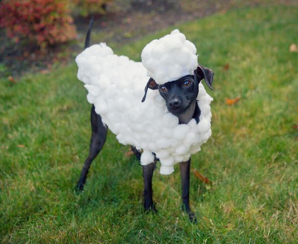 Here Is My Puppy Dressed As Shaun The Sheep For Halloween