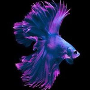 icecreammcknight avatar