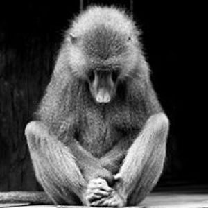 scottjwhitfield avatar