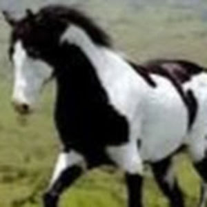 roguerapscallion avatar