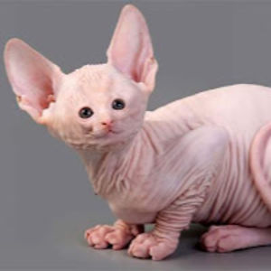 brandonestrada avatar