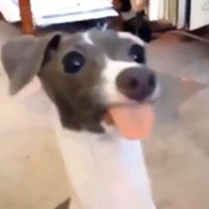 pedrovictor_aguiar avatar