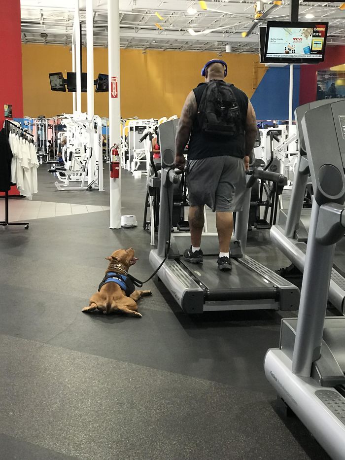 Good Boy Helping Owner Do Good Things. Perfect Support Bud