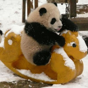 panderzbananderz avatar