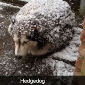 forestvincent avatar