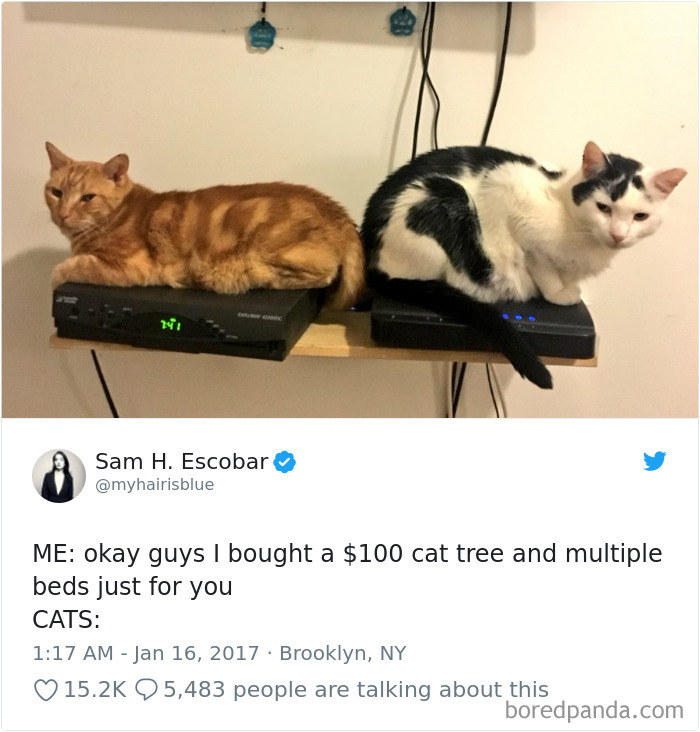 Cat Tweets