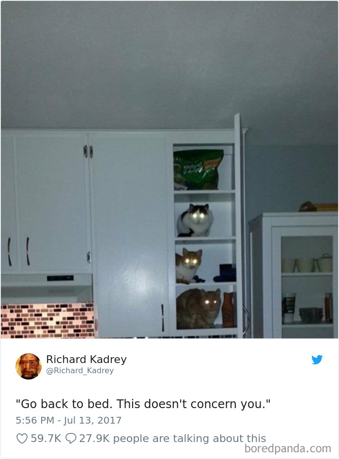 Cat Tweets