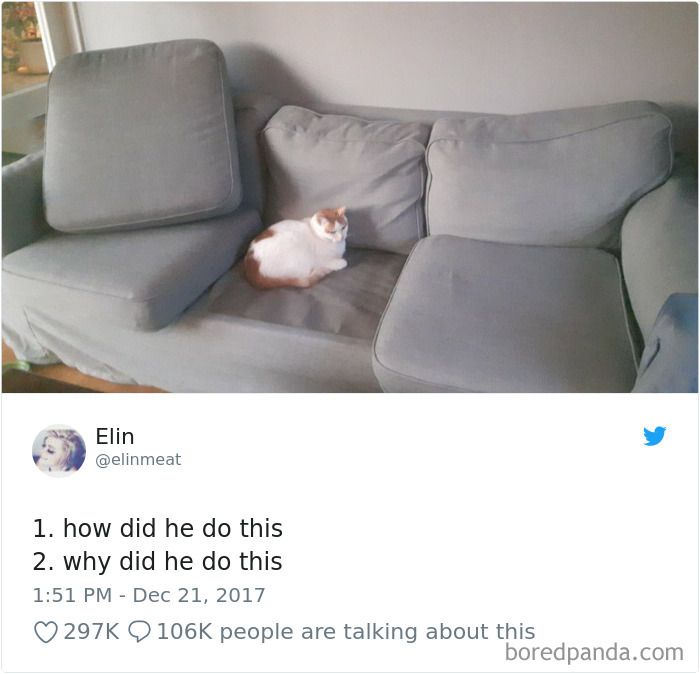 Cat Tweets
