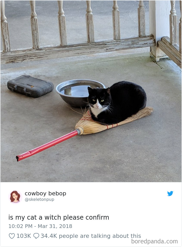 Cat Tweets