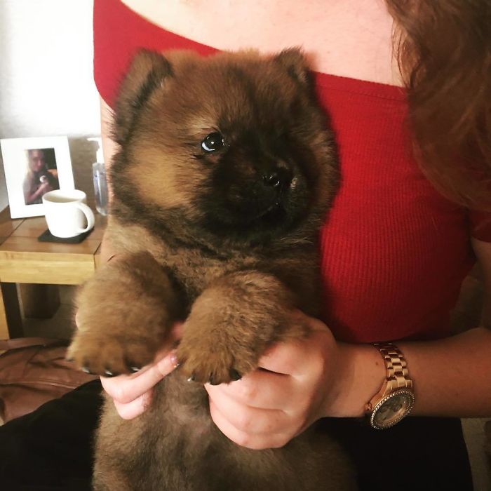 Cute puppy held in a woman's arms, soft fur and attentive eyes.