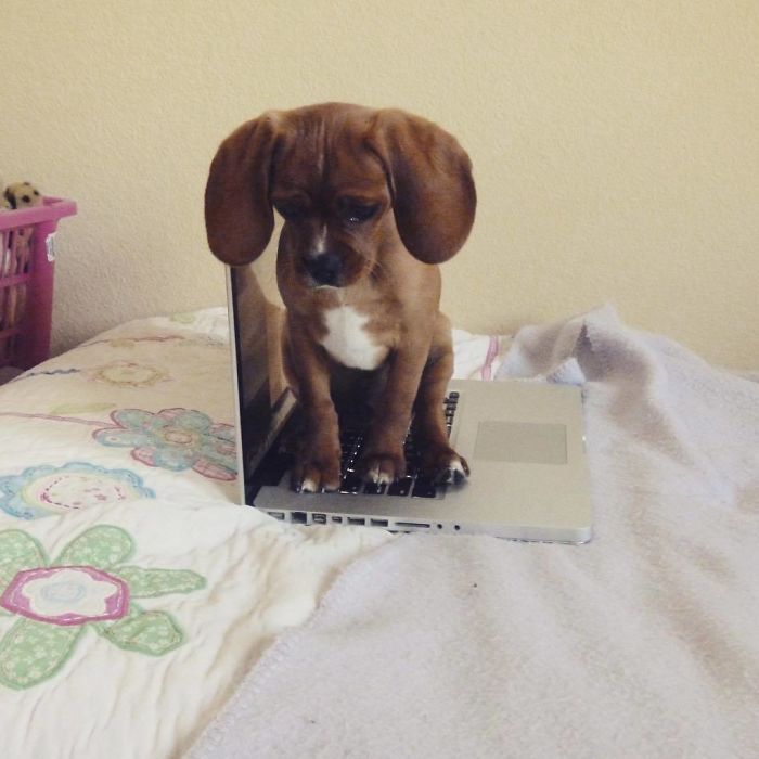 Cute puppy sitting on a laptop, looking curious on a bedspread.