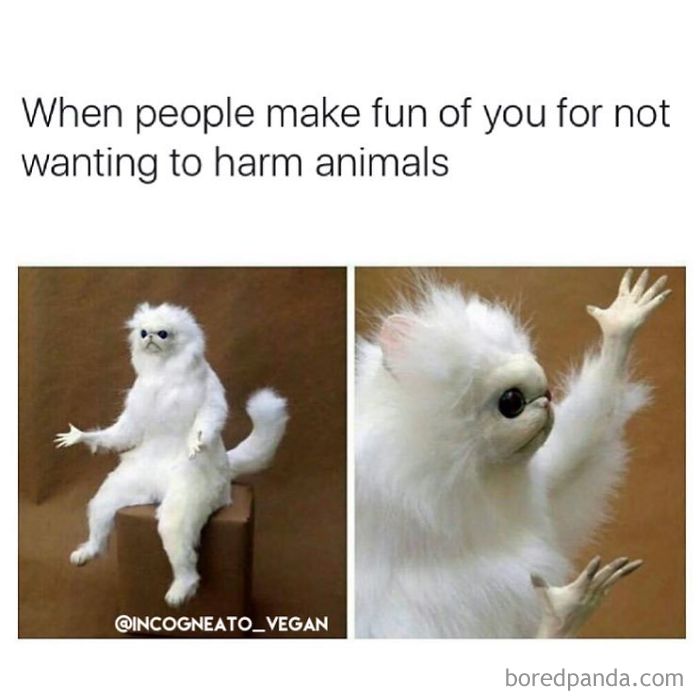 Vegan Memes