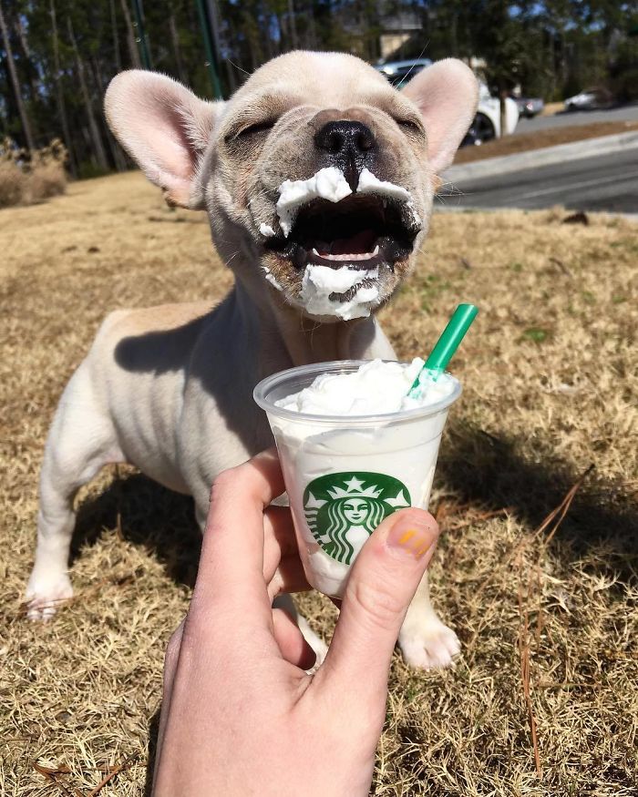 Cute puppy enjoying whipped cream from a cup, smeared on its face in a sunny outdoor setting.