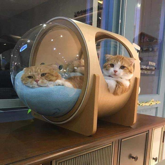 This Company Creates Spaceship-Inspired Cat Beds And It Costs $97 This Company Creates Spaceship-Inspired Cat Beds And It Costs $97