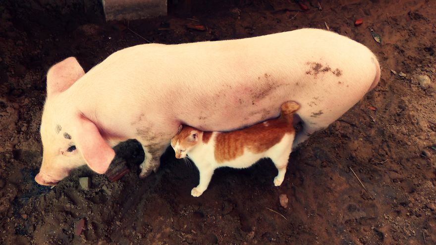 Гигантская свинья спасла девочке жизнь. Гигантская свинья спасла девочке жизнь. Свинья с поросятами. Поросенок спас жизнь хозяйки. Мини пиги ожидание реальность.