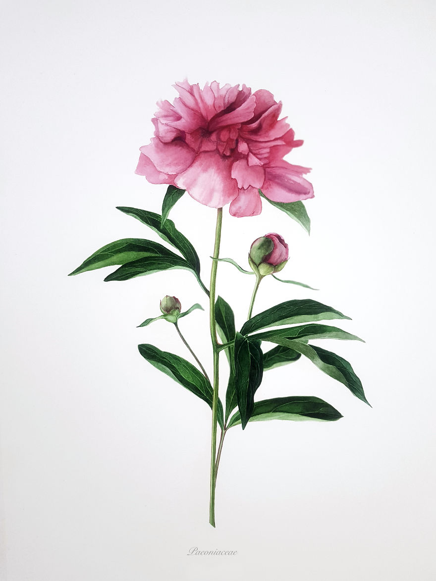 Pink Peony