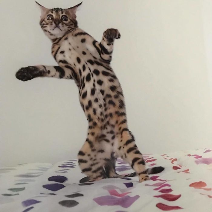 Funny-Dancing-Cats